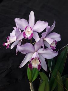 Cattleya Sallieri