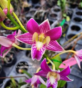 Dendrobium Dalvey