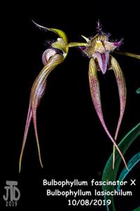 Bulbophyllum Linda's Glory