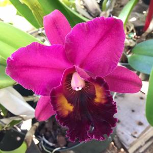 Rhyncholaeliocattleya Pisgah Raspberry