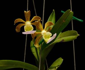 Vanda Manuel Nuñez