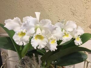 Cattleya Dreadnought