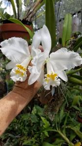 Cattleya Gravesiana