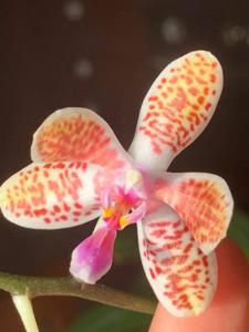 Phalaenopsis SIO's Celebes Sea