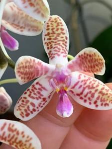 Phalaenopsis SIO's Celebes Sea