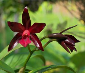 Cattlianthe Chocolate Drop