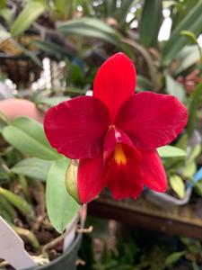 Cattleya Bright Angel