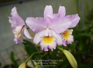 Laeliocattleya Puppy Love