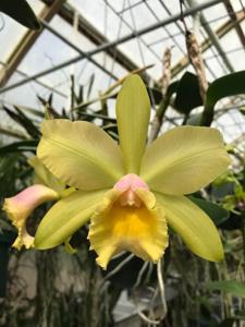 Rhyncholaeliocattleya Waikiki Gold