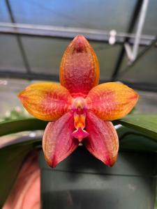 Phalaenopsis Pylo's Coloration