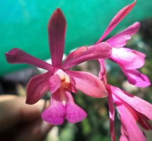 Psychilis raganii