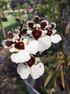 Tolumnia Snow Fairy