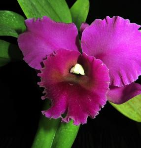 Cattleya Elizabeth Off