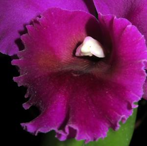 Cattleya Elizabeth Off