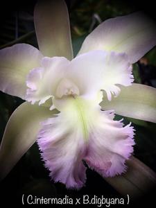 Rhyncholaeliocattleya Cordelia