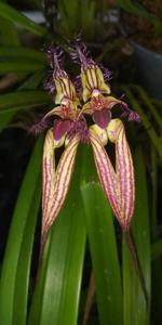 Bulbophyllum Doris Dukes