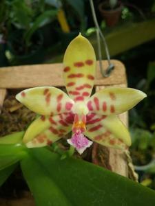 Phalaenopsis Asendorf Hellhound