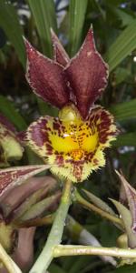 Catasetum Spotted Dragon