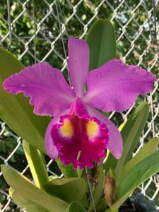 Cattleya Ben Hur