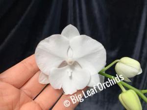Phalaenopsis Charming Crystal Water