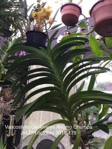 Vandachostylis Genevieve Antono