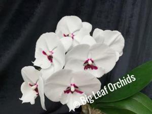 Phalaenopsis Charming Panda