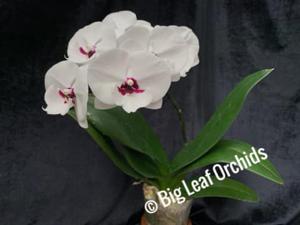 Phalaenopsis Charming Panda