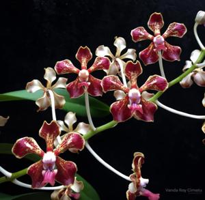 Vanda Roy Cimatu