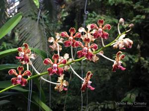 Vanda Roy Cimatu