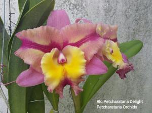 Rhyncholaeliocattleya Petcharatana Delight