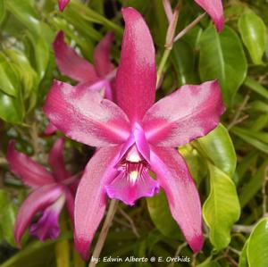 Laelia Splendid Spire