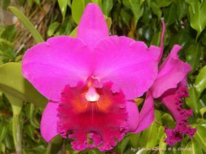 Rhyncholaeliocattleya Ronald's Canyon