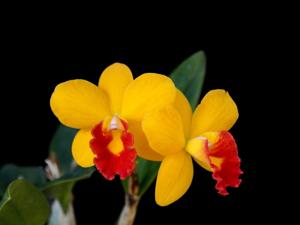 Cattleya Jungle Beau