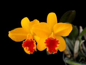 Cattleya Seagulls Beaulu Queen