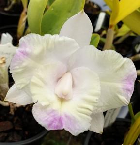 Cattleya Memoria Jerome Shultz