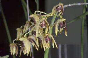 Dendrobium Tweetie