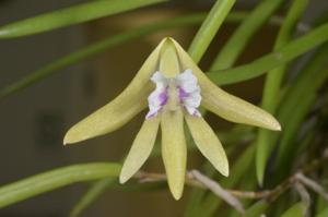 Dendrobium Dainty Cascades