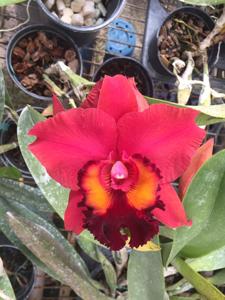 Rhyncholaeliocattleya Carolina Splendor