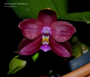 Phalaenopsis Blackberry