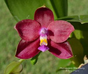 Phalaenopsis Blackberry