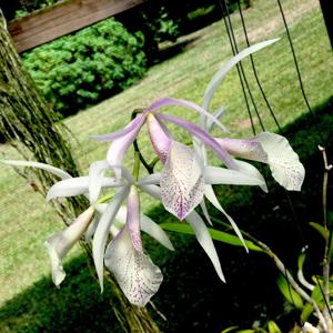 Brassocattleya Jane Buss