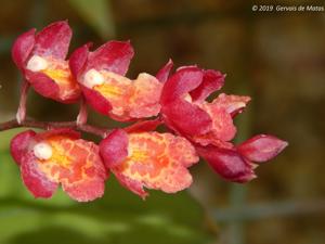 Leomesezia Lava Burst