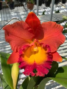 Rhyncholaeliocattleya Siam Orange