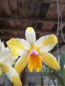 Rhyncholaeliocattleya Kyle