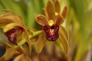 Cymbidium Tom Smyth