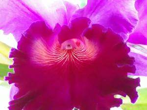 Cattleya Florália's Triumph