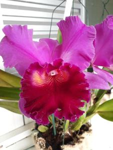 Cattleya Florália's Triumph