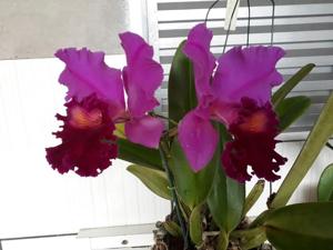 Cattleya Florália's Triumph