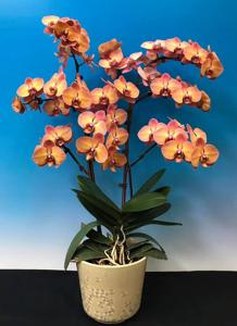 Phalaenopsis Sunset Gemstone