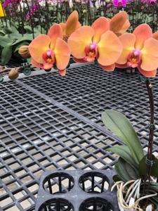 Phalaenopsis Sunset Gemstone